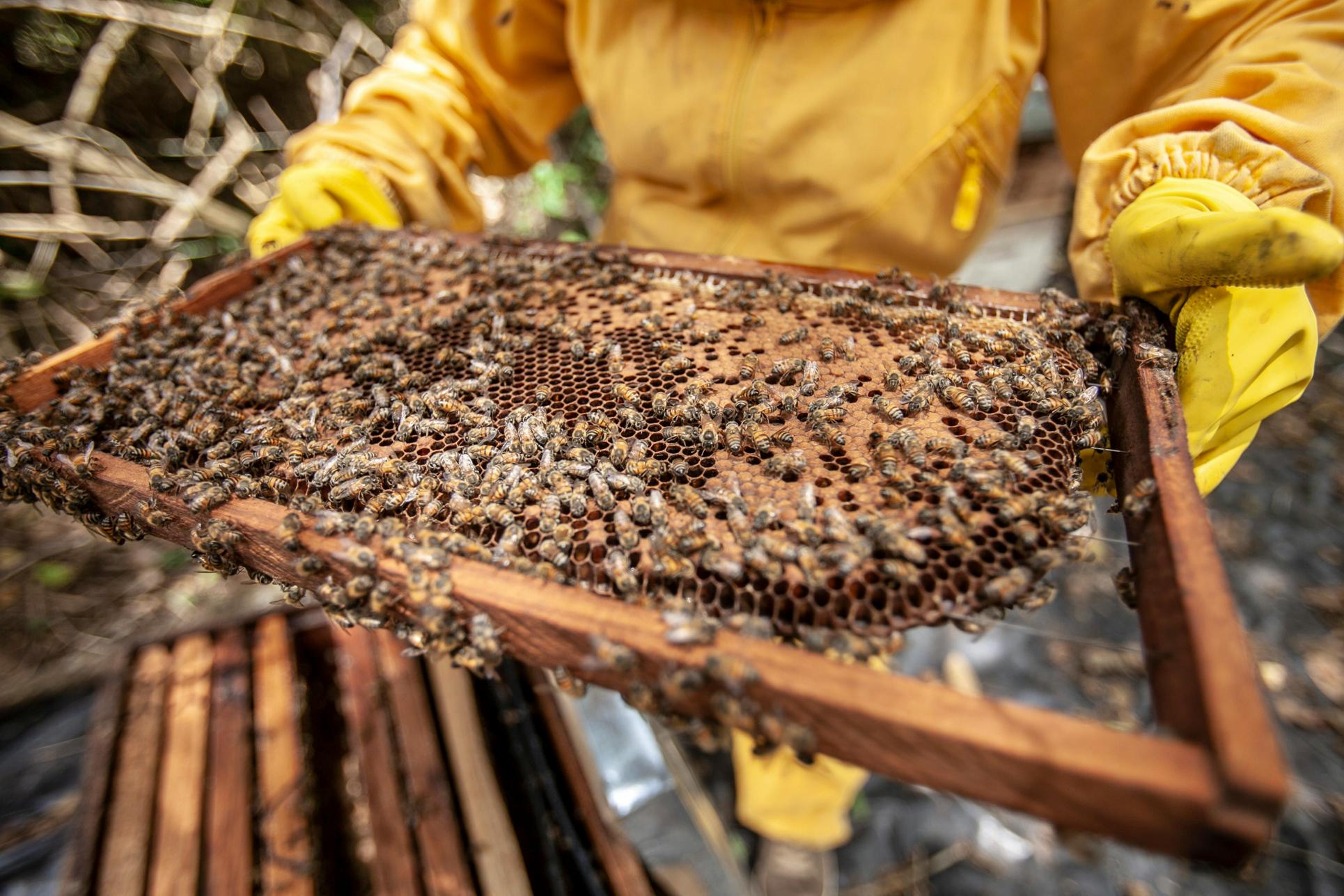 Le api come impollinatori e il loro impatto sull'agricoltura italiana