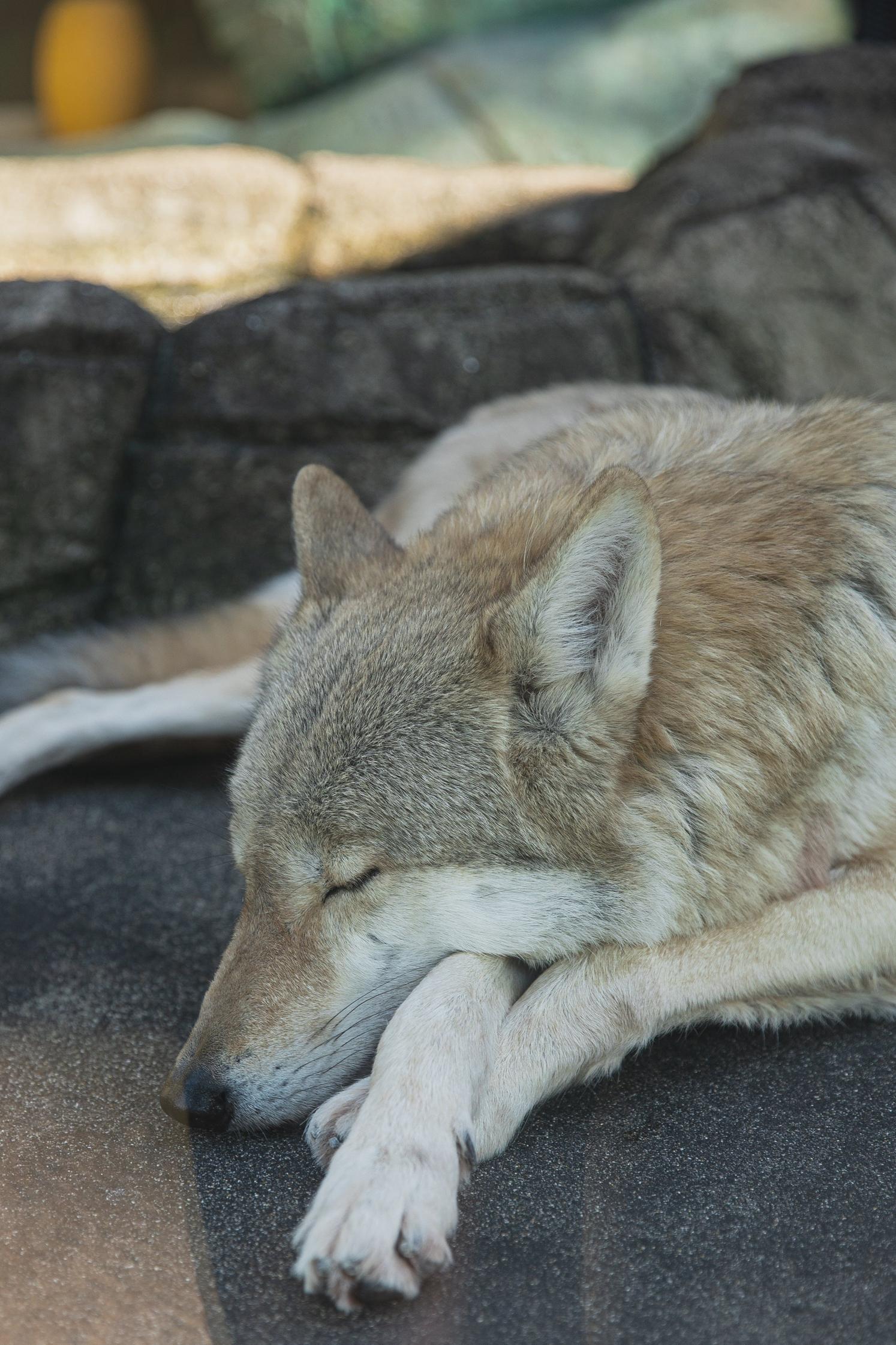Progetti e leggi per la protezione del lupo appenninico