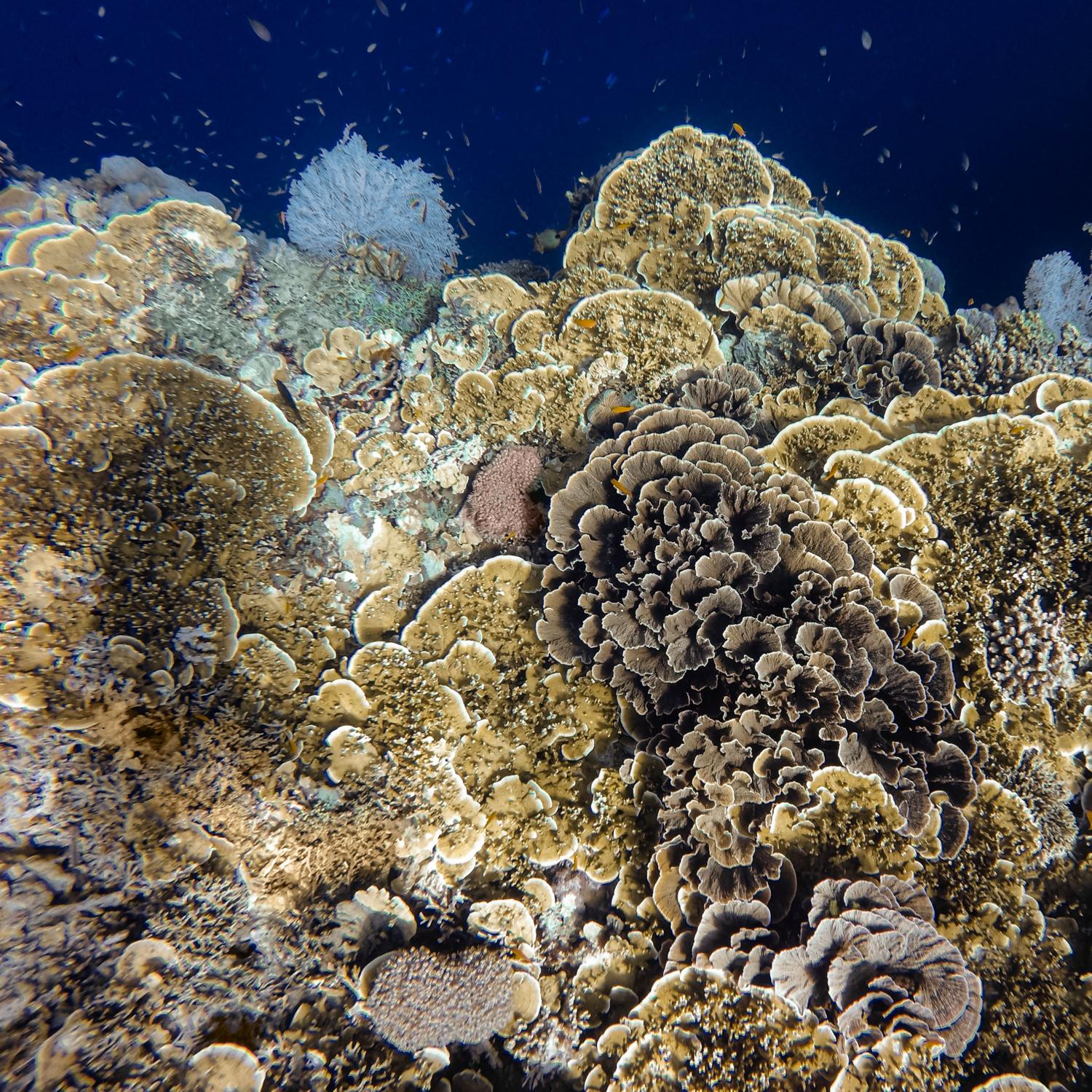 Il ruolo ecologico delle barriere coralline nel mediterraneo